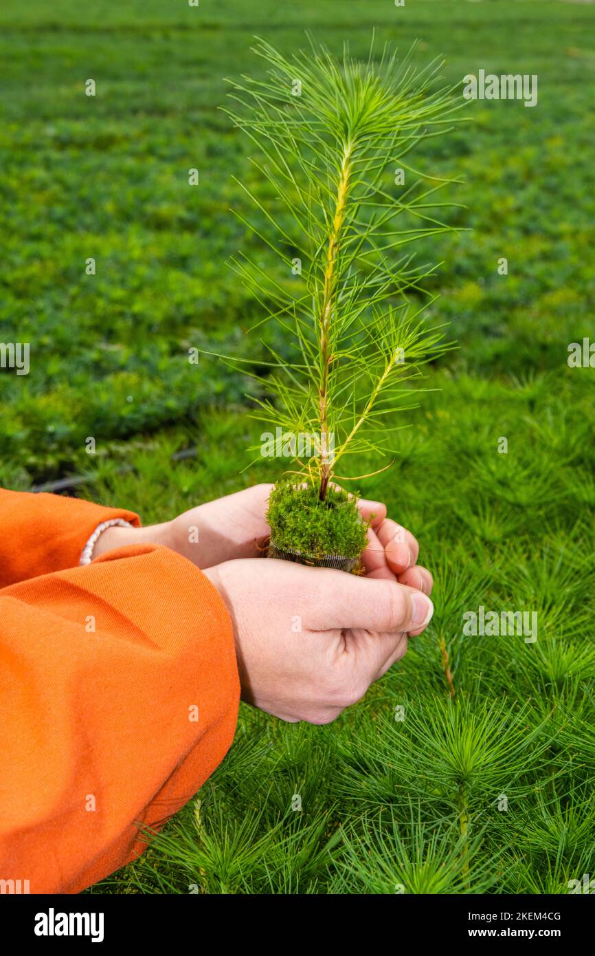 Pine Tree Seedlings Hi-res Stock Photography And Images, 43% OFF