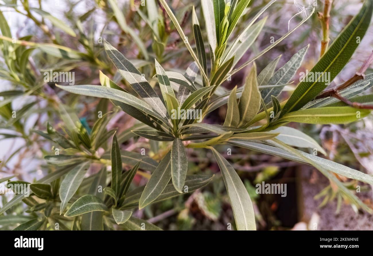 Oleander leaves, the most toxic plant that abounds in many gardens ...