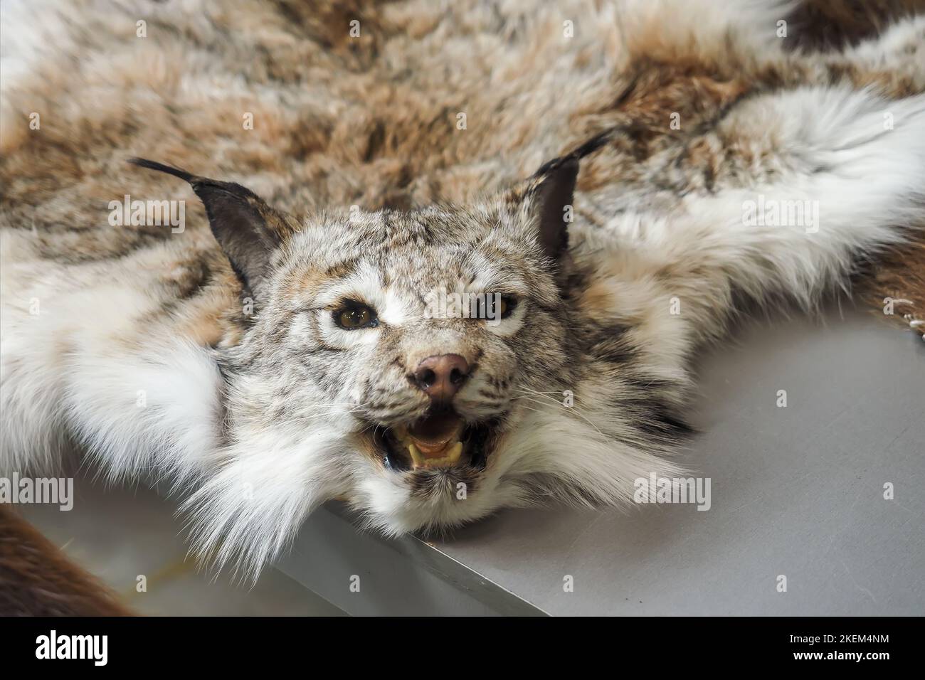 Head of stuffed lynx with grin. Skin of killed animal. Poacher's trophy.. Stock Photo