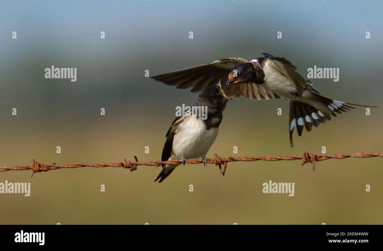Dinner time at swallow house Stock Photo Alamy
