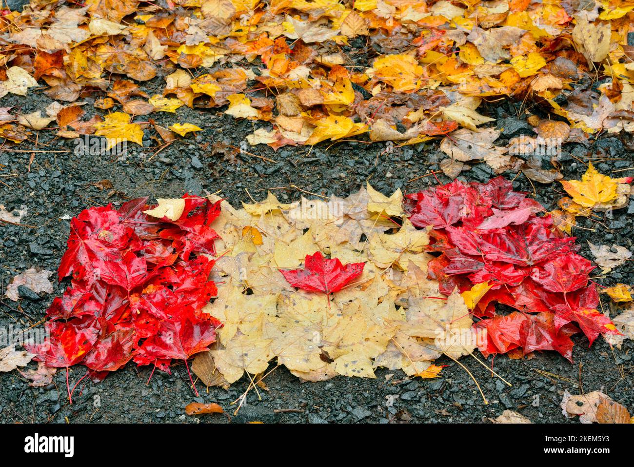 Autumn leaves formed into a Canadian Flag on the Trans Canada Trail at