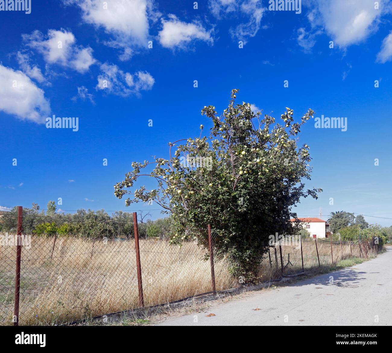 Fruit tree by the roadside against blue sky. and interesting clouds. cym Stock Photo