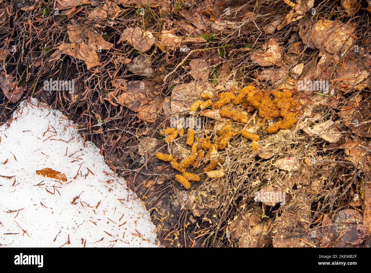 Melting snow with grouse droppings, Greater Sudbury, Ontario, Canada Stock Photo