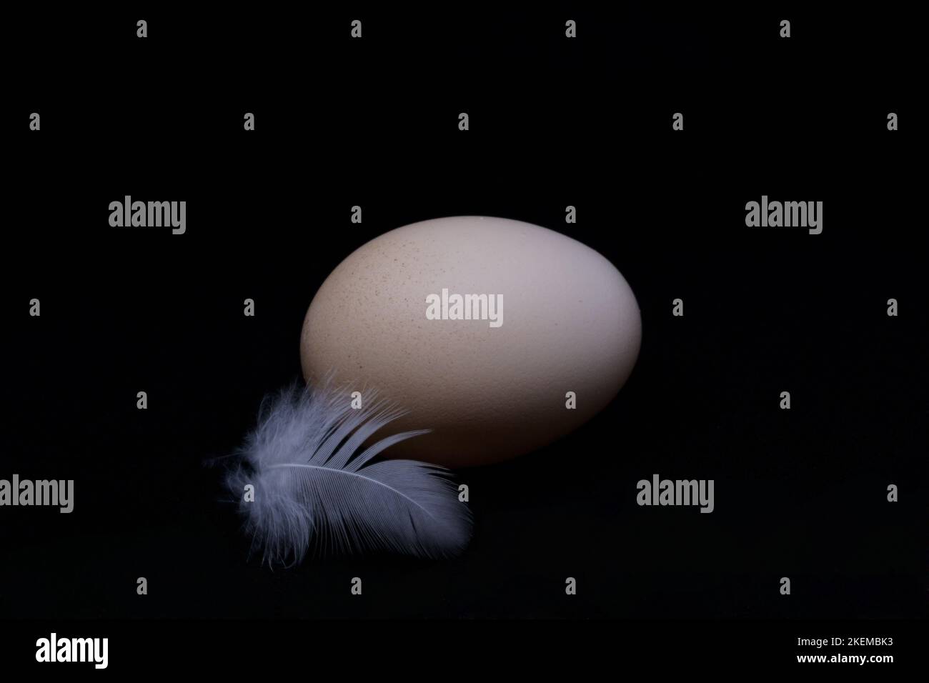 An egg and a fluffy feather isolated on a black background Stock Photo
