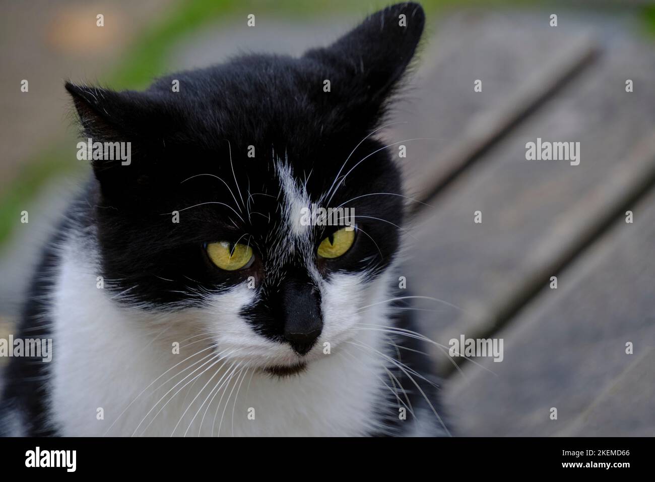 Black and white cat looks into distance surprise Stock Photo - Alamy