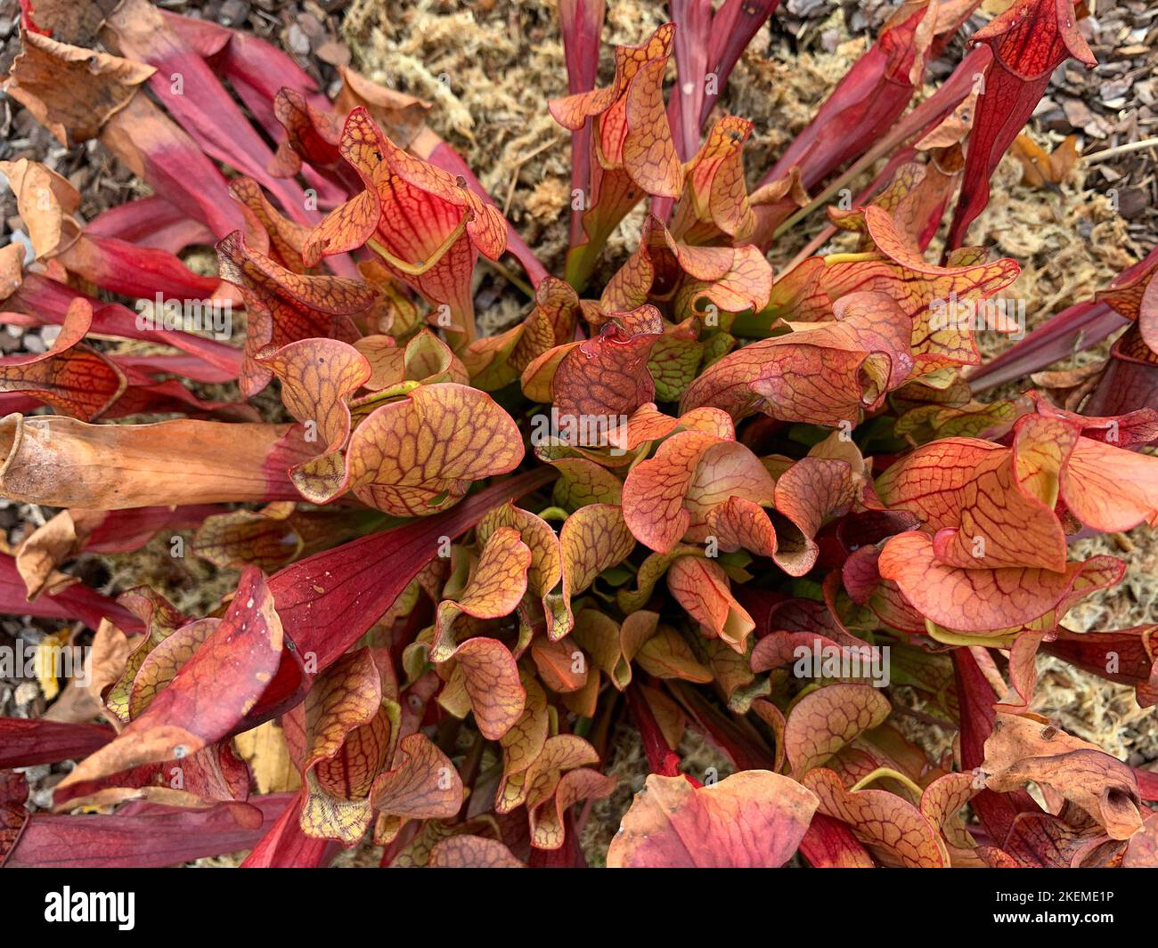 Closeup of the multicoloured tube pitfalls of the perennial garden ...