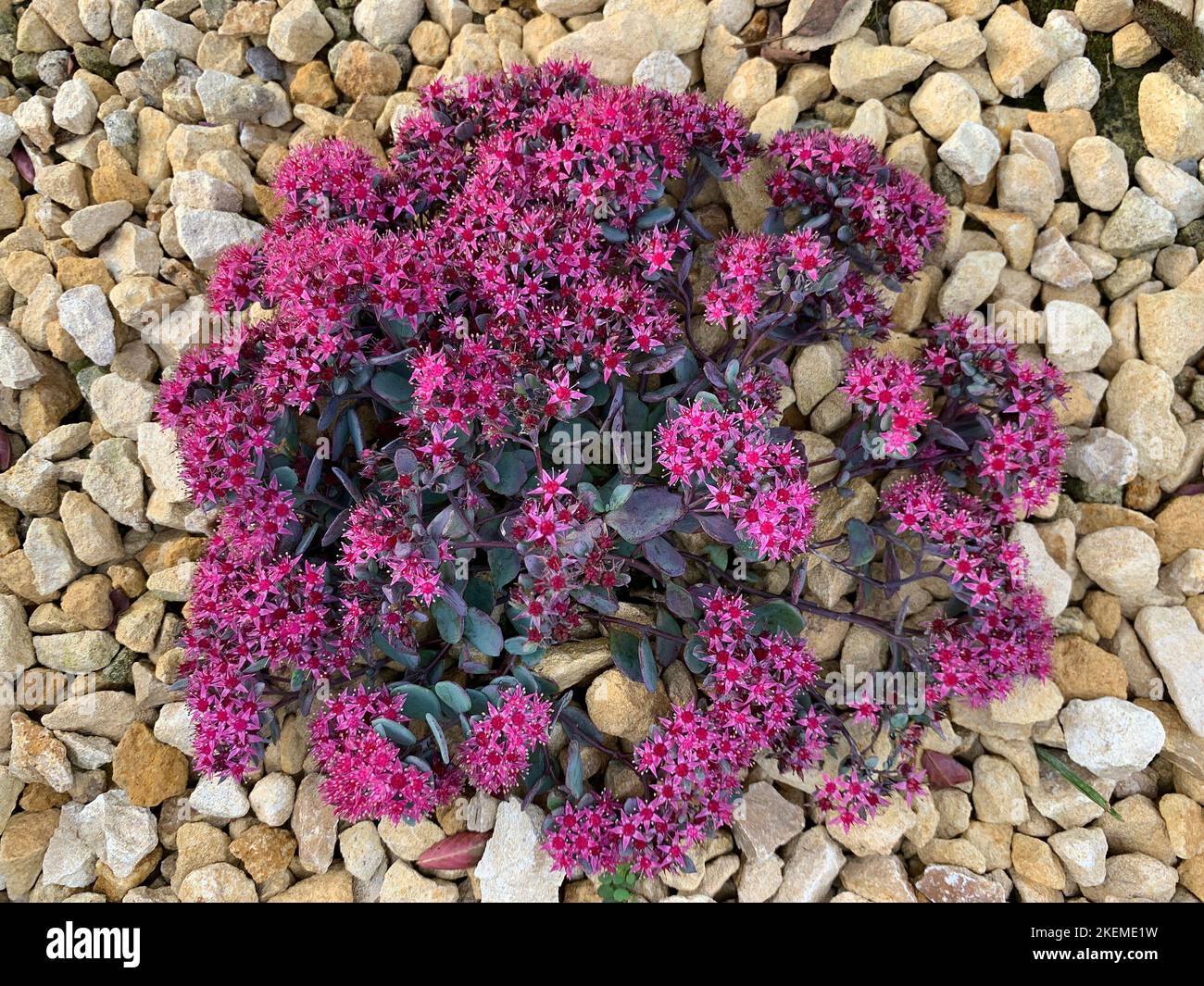 Close up of the leaves and flowers of the herbaceous perennial succulent Sedum cauticola or cliff-dwelling stonecrop flowering in autumn. Stock Photo