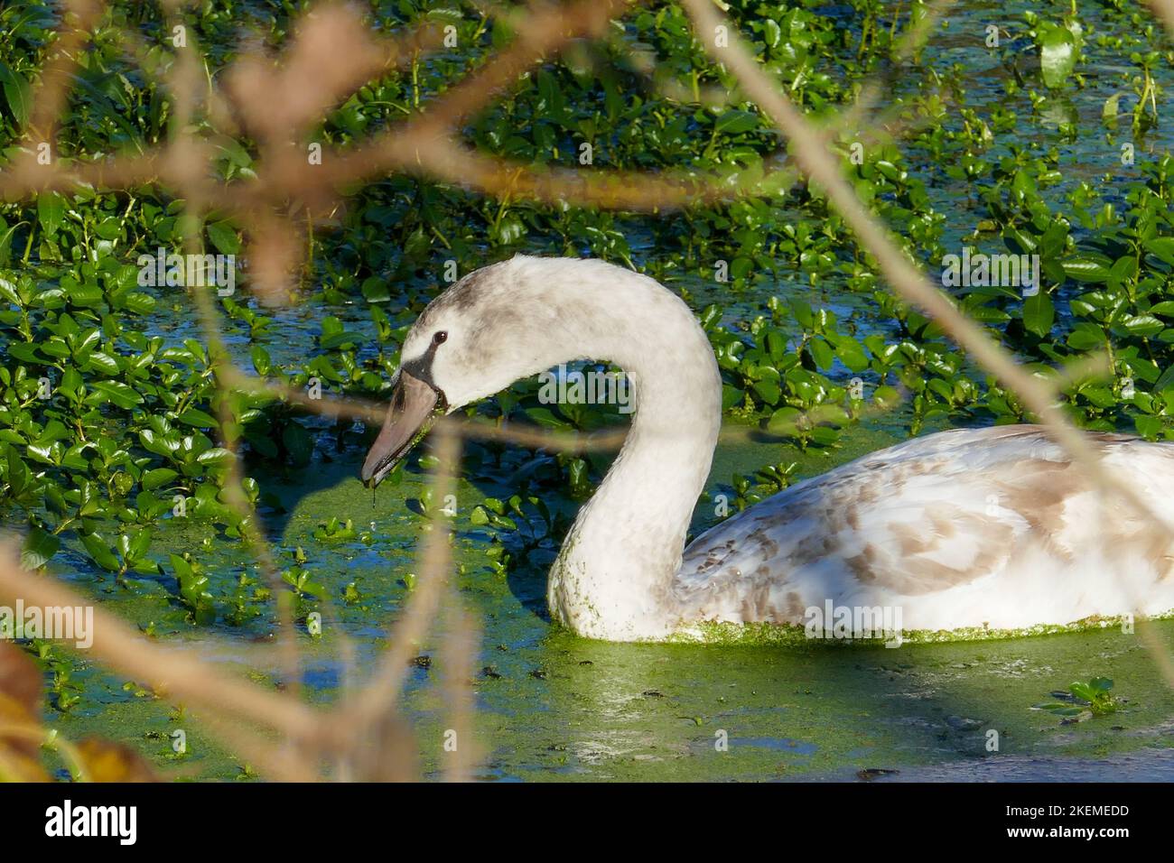 A swan on the lake in Mantova, aka Matua Stock Photo
