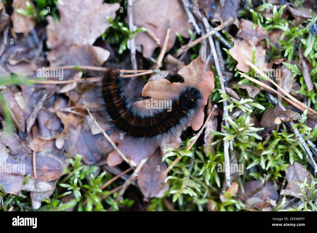 Macrothylacia Rubi - Brombeerspinner - Fox Moth in the nature reserve ...