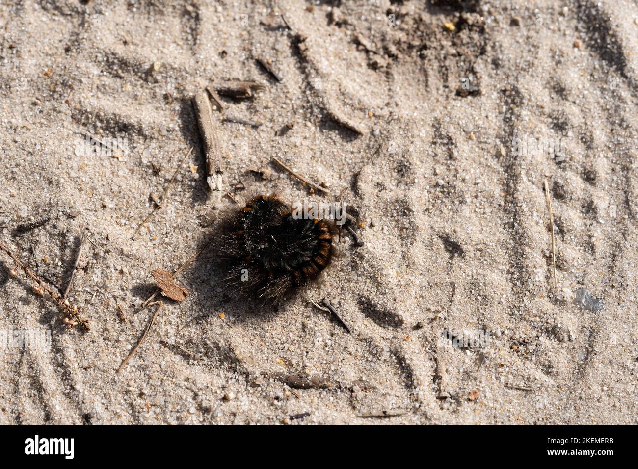Macrothylacia Rubi - Brombeerspinner - Fox Moth in the nature reserve ...