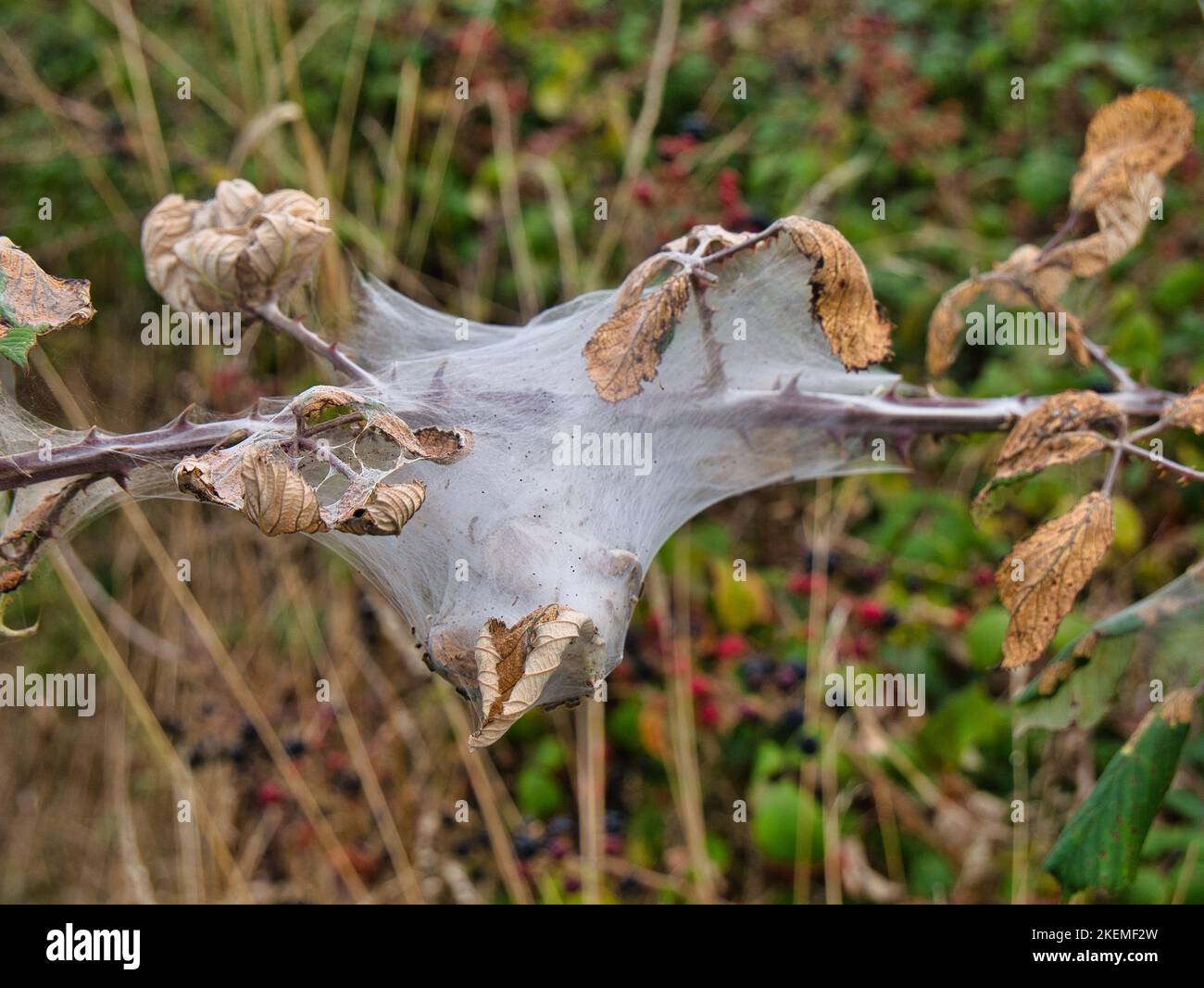 A caterpillar web constructed on a plant stem with dried leaves hedgerow in Suffolk, England, UK. Stock Photo