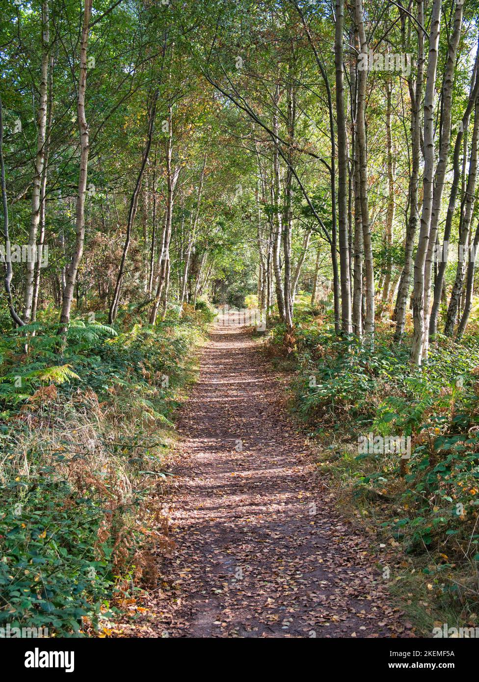 A path through trees and fallen leaves in late afternoon sunshine at the end of the summer. Taken in a public park in Suffolk, England in the UK. Stock Photo