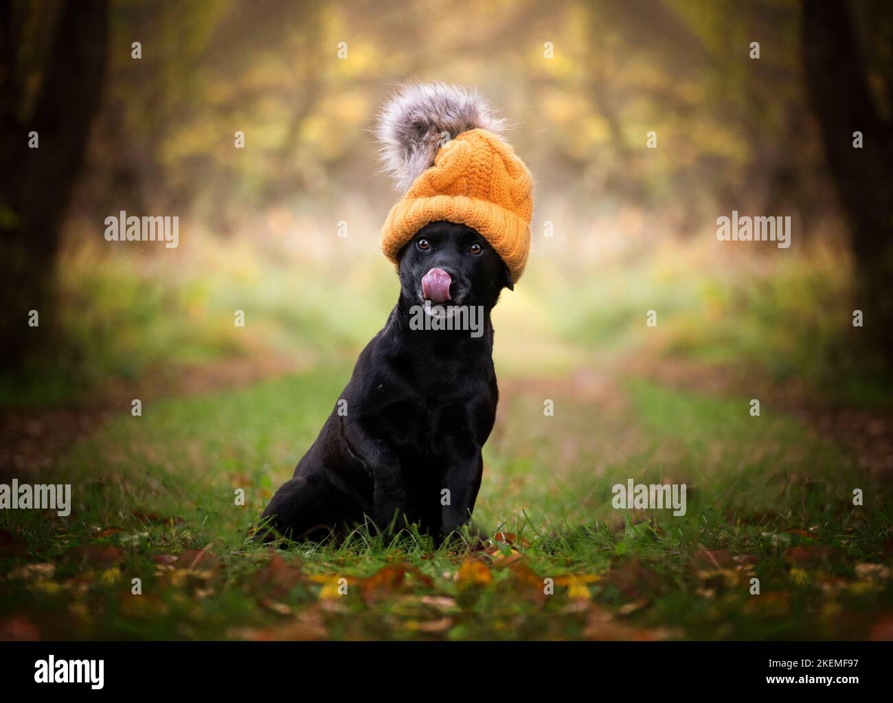 Patterdale terrier. Autumn portrait of a terrier. Helloween Stock Photo
