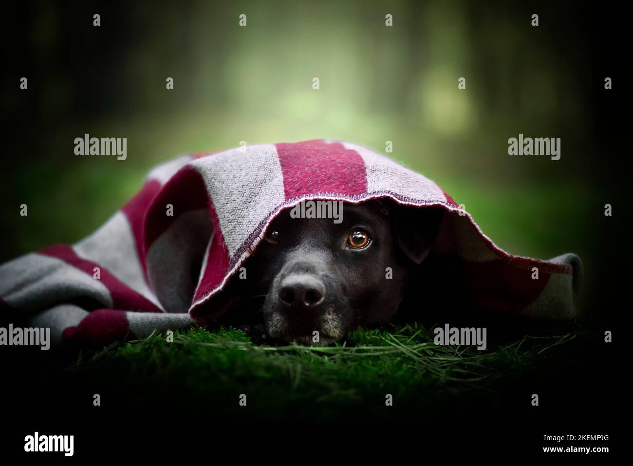 Patterdale terrier portrait. A dog lying in the forest with a scarf around him. Stock Photo