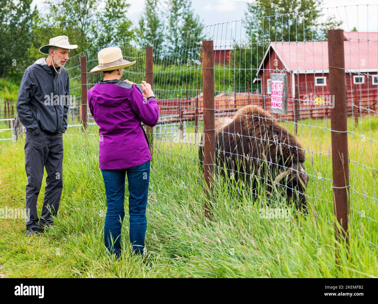 Tourists view Musk Ox in pasture; The Musk Ox Farm; Palmer; Alaska; USA Stock Photo