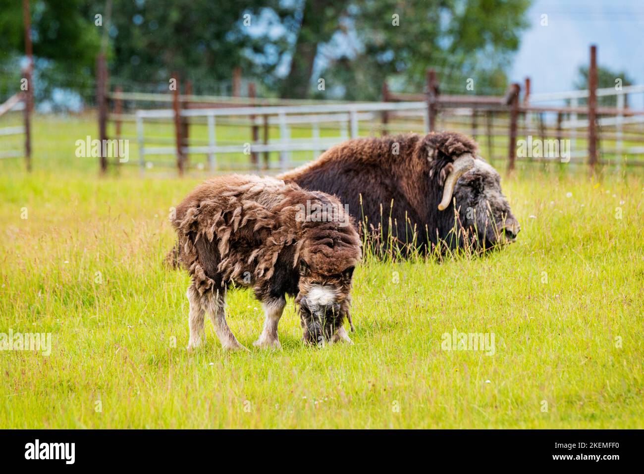 Musk Ox calf & cow in pasture; The Musk Ox Farm; Palmer; Alaska; USA Stock Photo