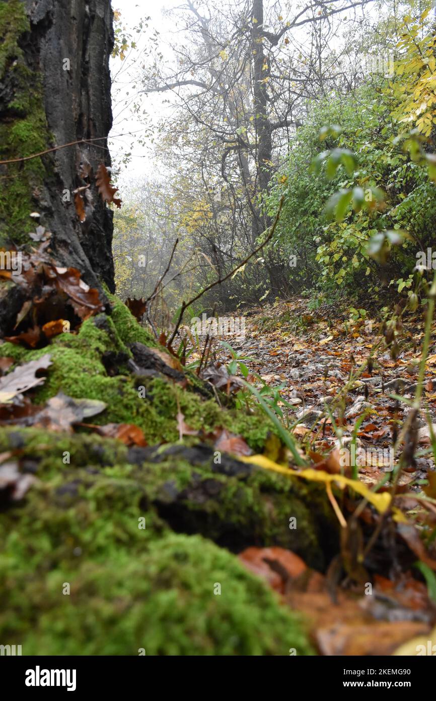 Wallpaper of forest hi-res stock photography and images - Alamy
