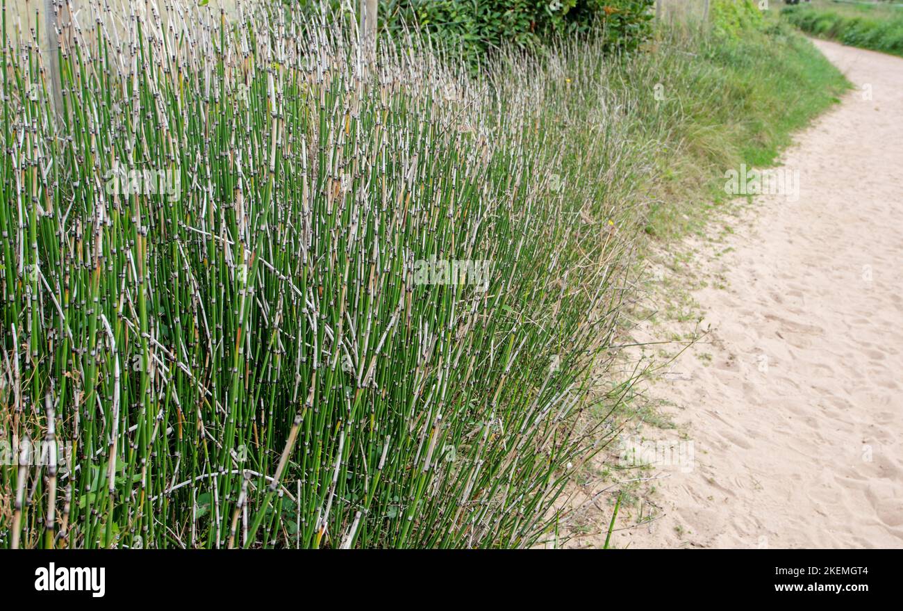 Equisetum variegatum or variegated horsetail or variegated scouring rush plants in the autumn at the Vega beach, Asturias,Spain Stock Photo