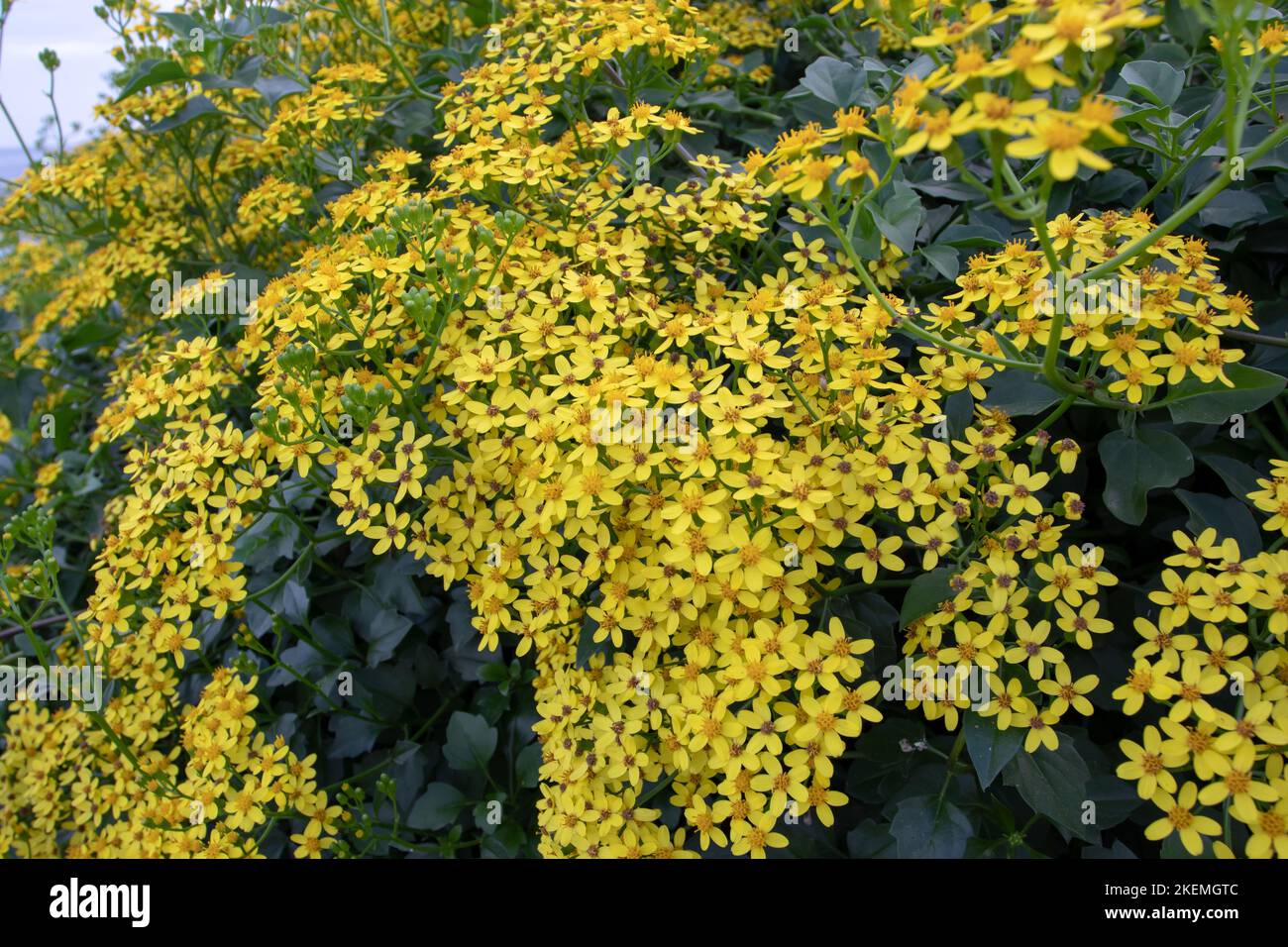 Senecio angulatus or creeping groundsel or Cape ivy succulent flowering plant in the family Asteraceae with abundant yellow flowers closeup Stock Photo