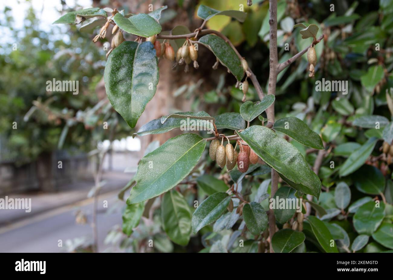 Elaeagnus ebbingei or silverberry or oleaster plant branches with fruits and silvery leaves Stock Photo