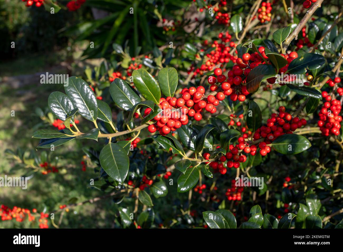 Ilex aquifolium, the holly, common holly, English holly, European holly or Christmas holly plant  with red berries and glossy dark green, almost spine Stock Photo