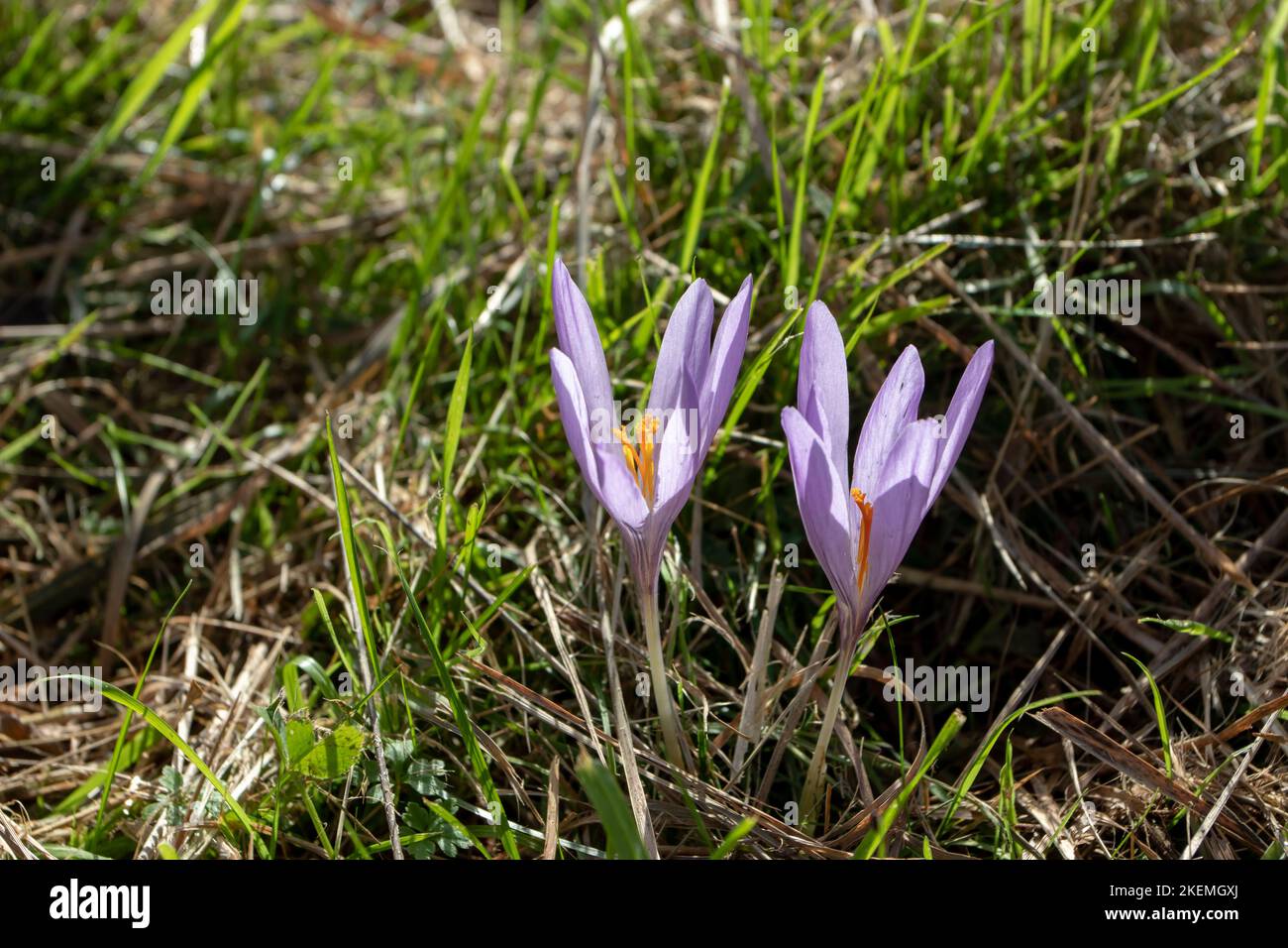 Colchicum autumnale, autumn crocus, meadow saffron purple flowers with bright orange anthers. Stock Photo