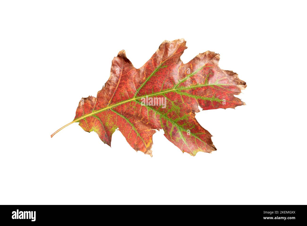 Autumn red oak leaf isolated on white. Fall dry foliage. Stock Photo