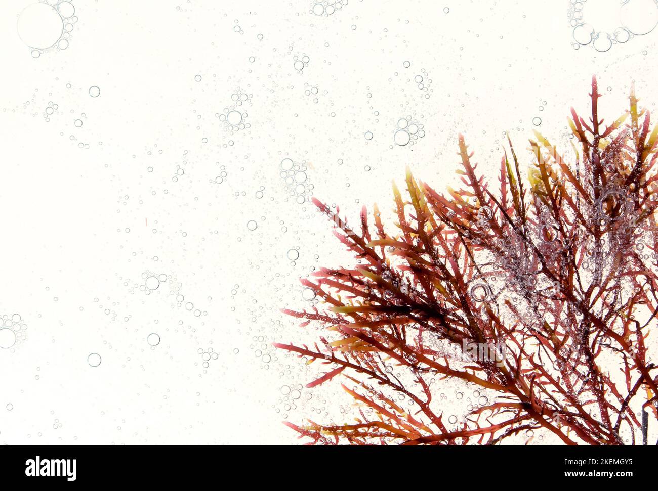 Red algae in the corner and air bubbles in the water. Stock Photo