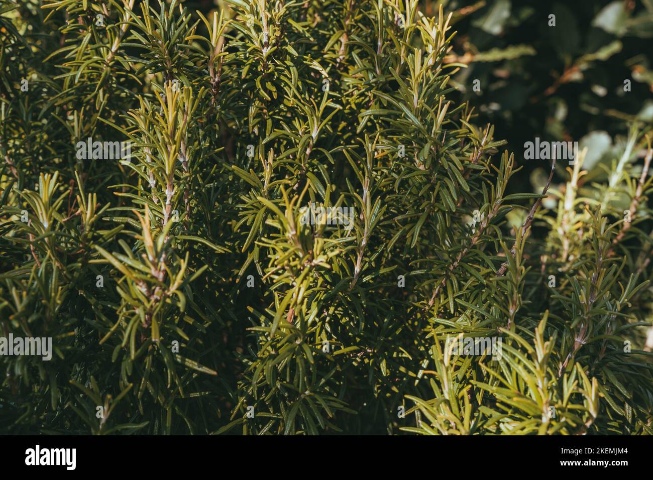 healthy rosemary bush very popular as a Mediterranean spice Stock Photo