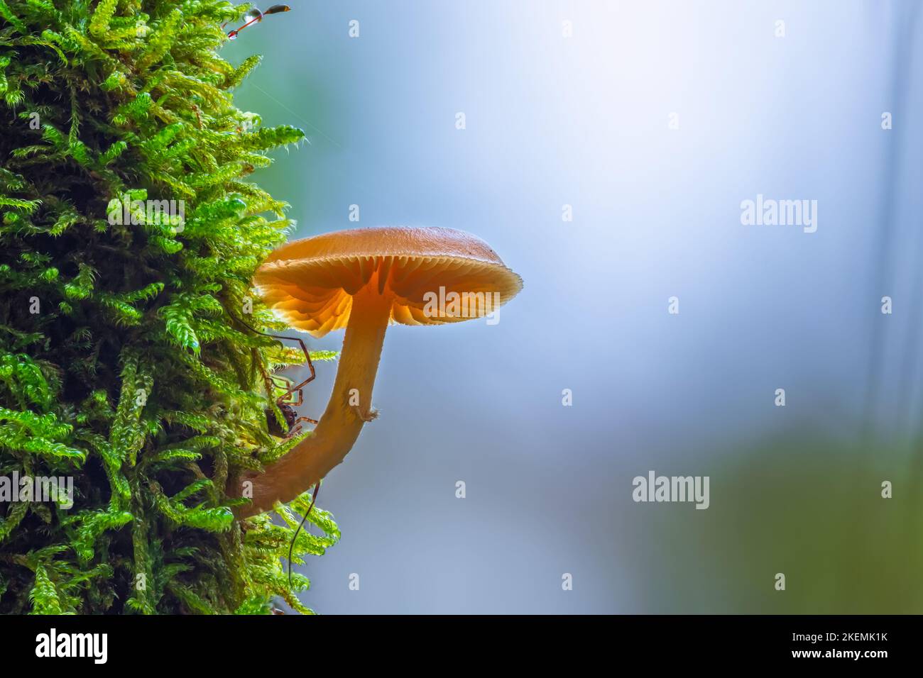 Closeup shot of mushroom growing on a moss Stock Photo