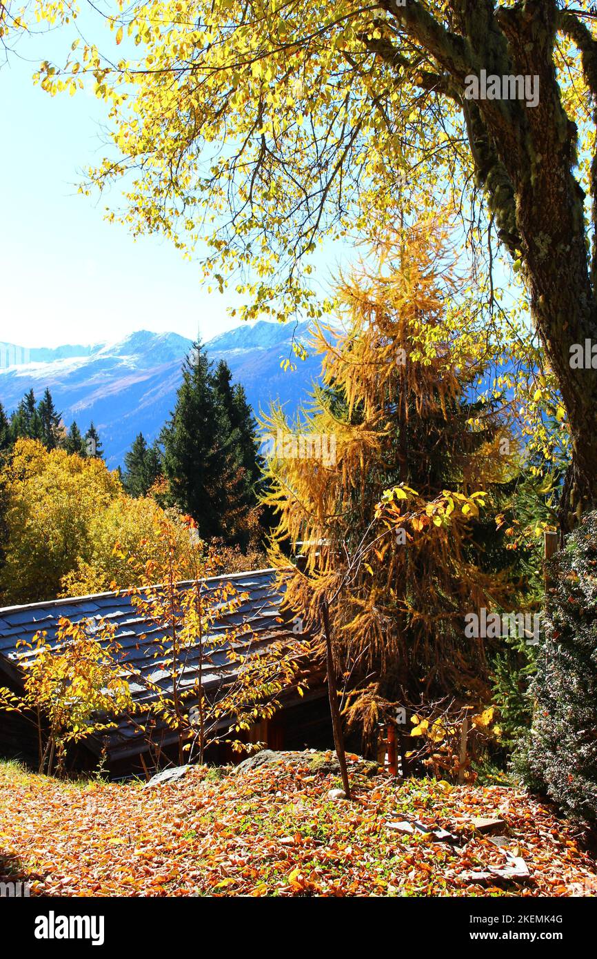 Verbier alpine lookout in autumn with yellow leafed tress in foreground. View of Swiss alps in fall with hut Stock Photo