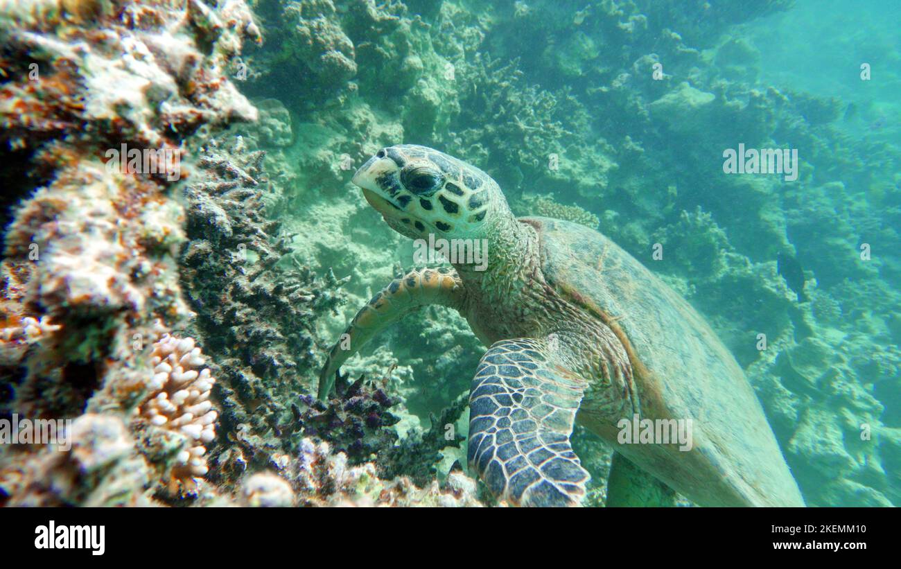 Sea turtles . Great Reef Turtle .Bissa. Hawksbill sea turtle (CR ...