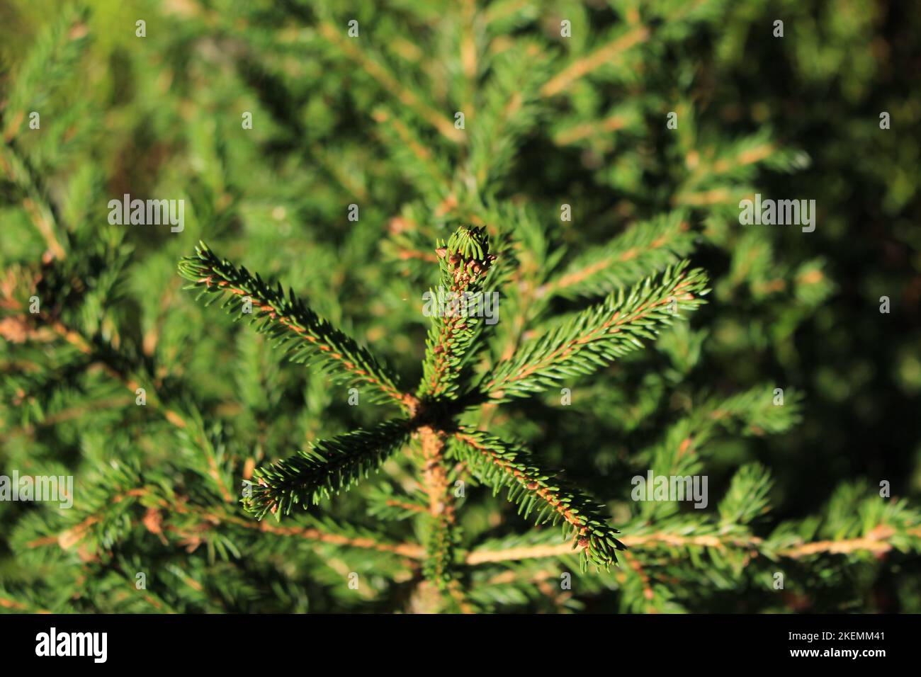 Top of young evergreen conifer sapling (Spruce) with other young spruces in blurred background. Concept for young Christmas tree, rewilding a forest Stock Photo