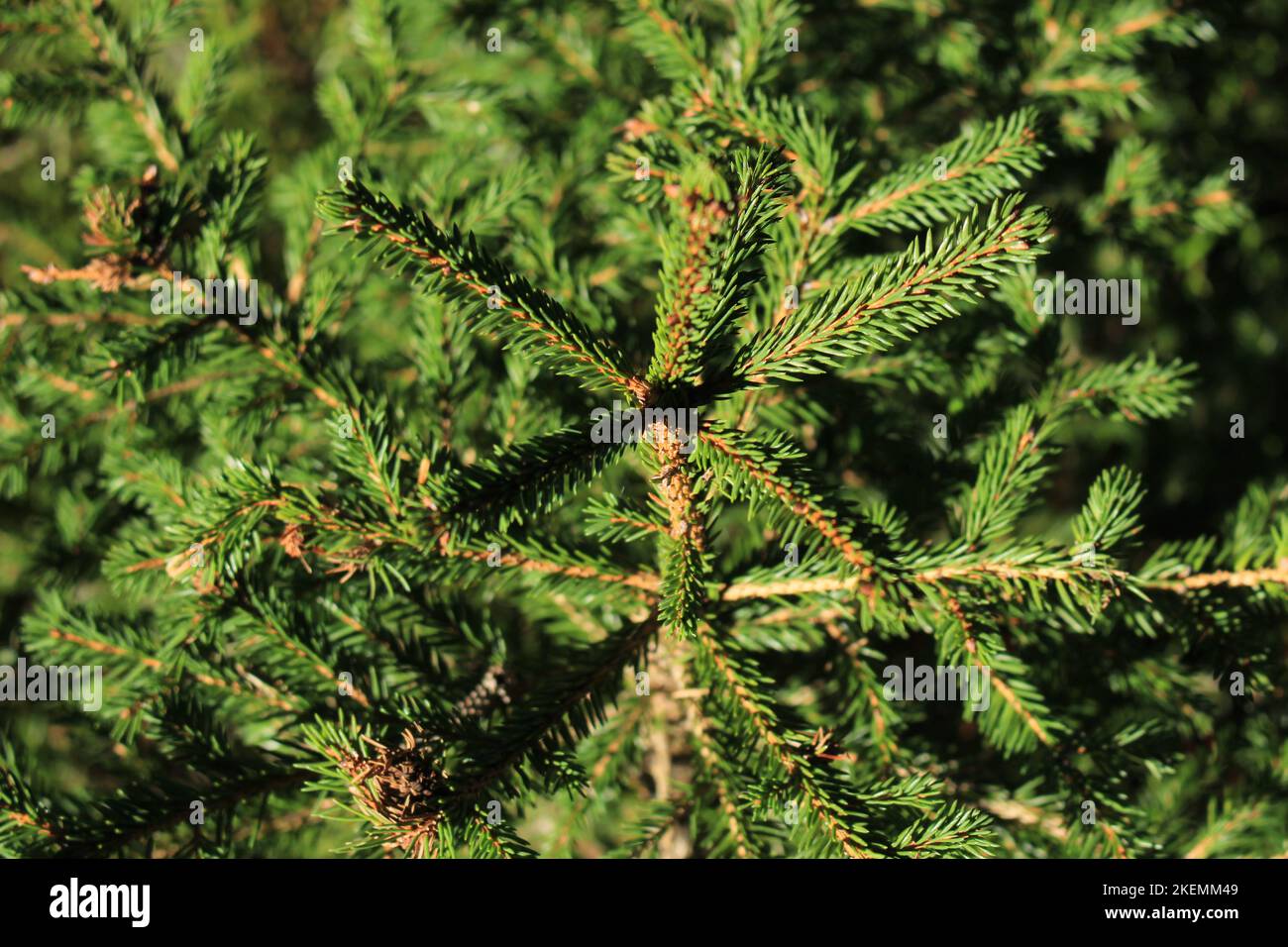 Excellent nature wallpaper, young forest background. Top of young evergreen conifer sapling with other young spruces in blurred background. Stock Photo