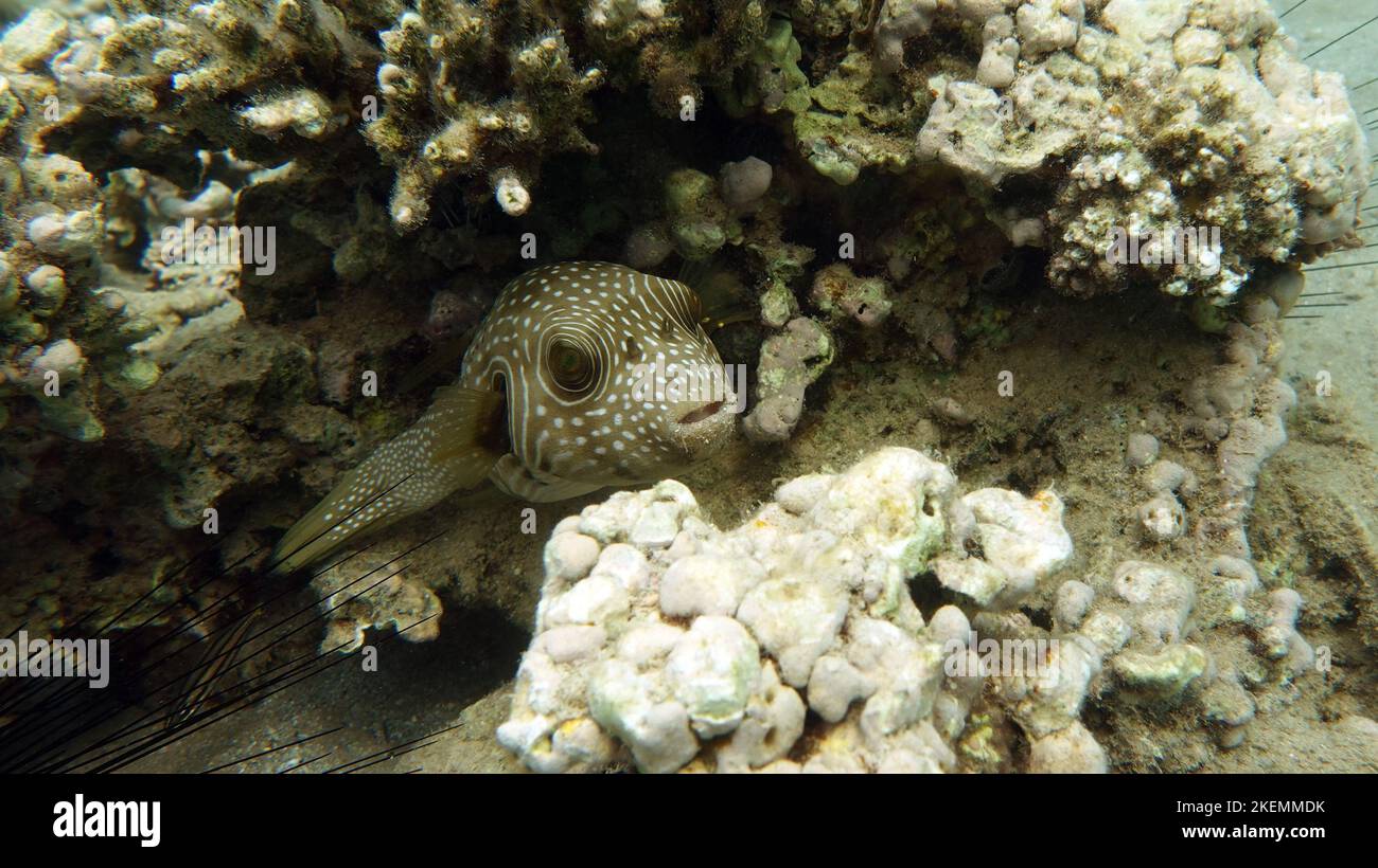 Arothron stellatus Star puffer This puffer (or arotron), one of the