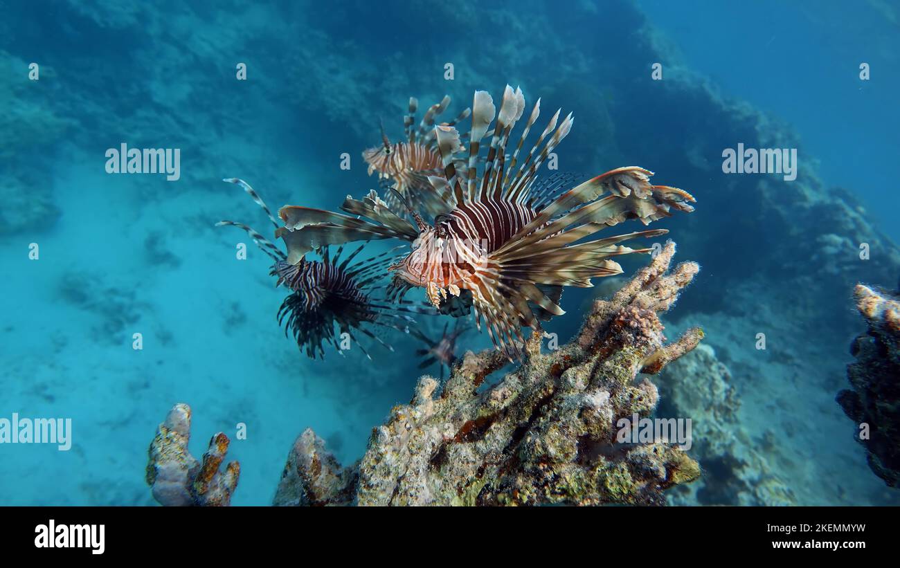 Lion Fish in the Red Sea in clear blue water hunting for food ...