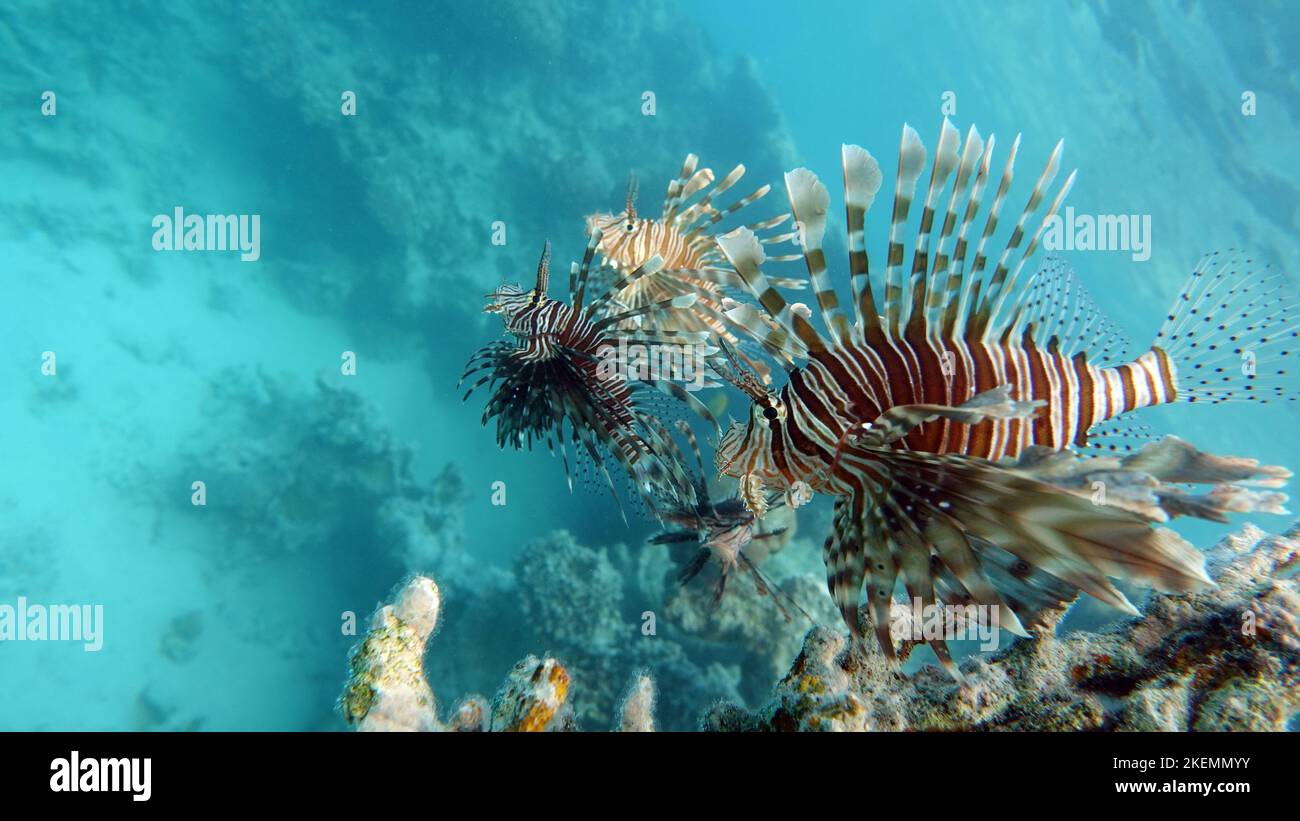 Lion Fish in the Red Sea in clear blue water hunting for food ...