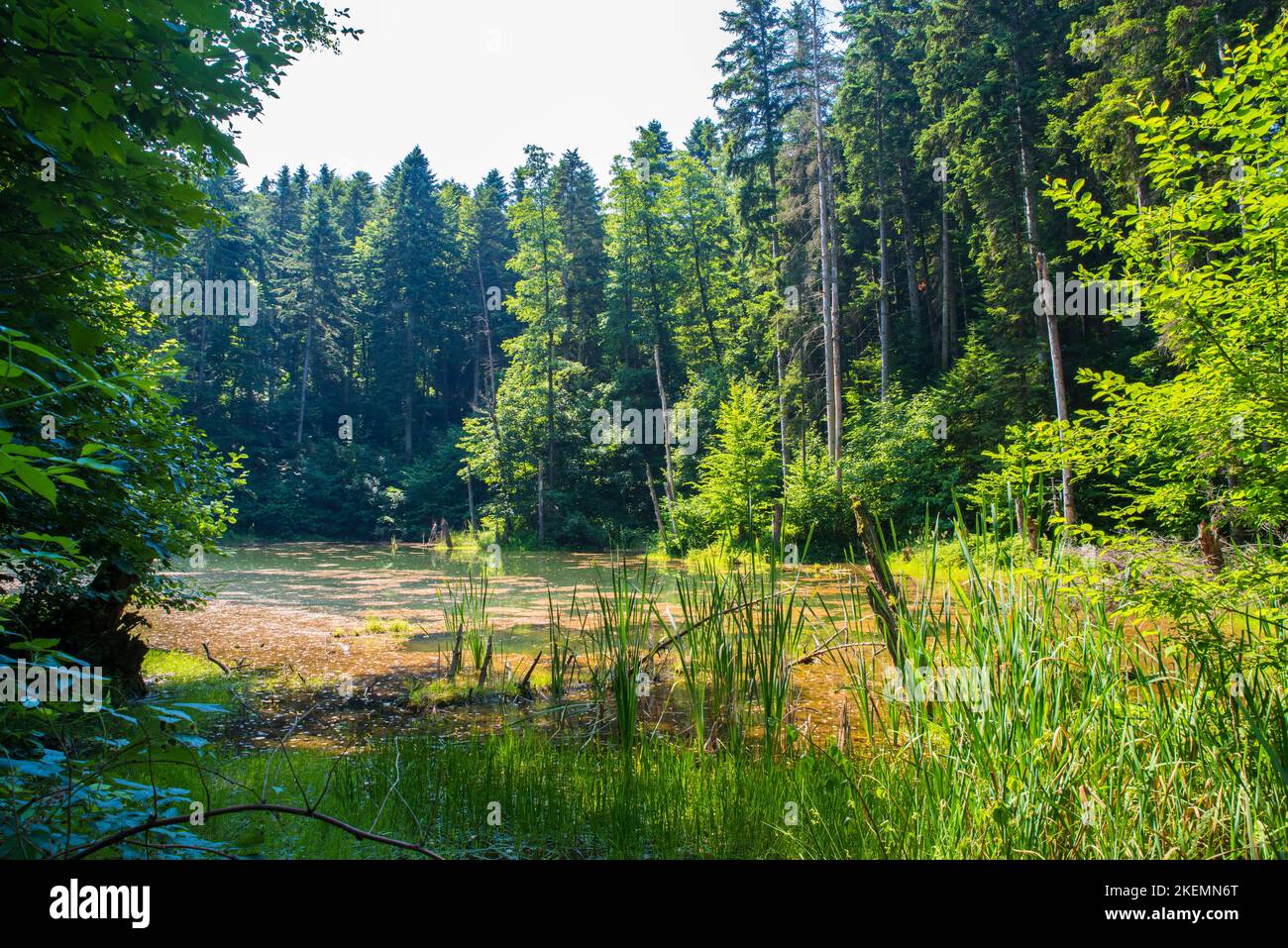 Natural forest lake in Romanian Carpathians, during summer Stock Photo ...