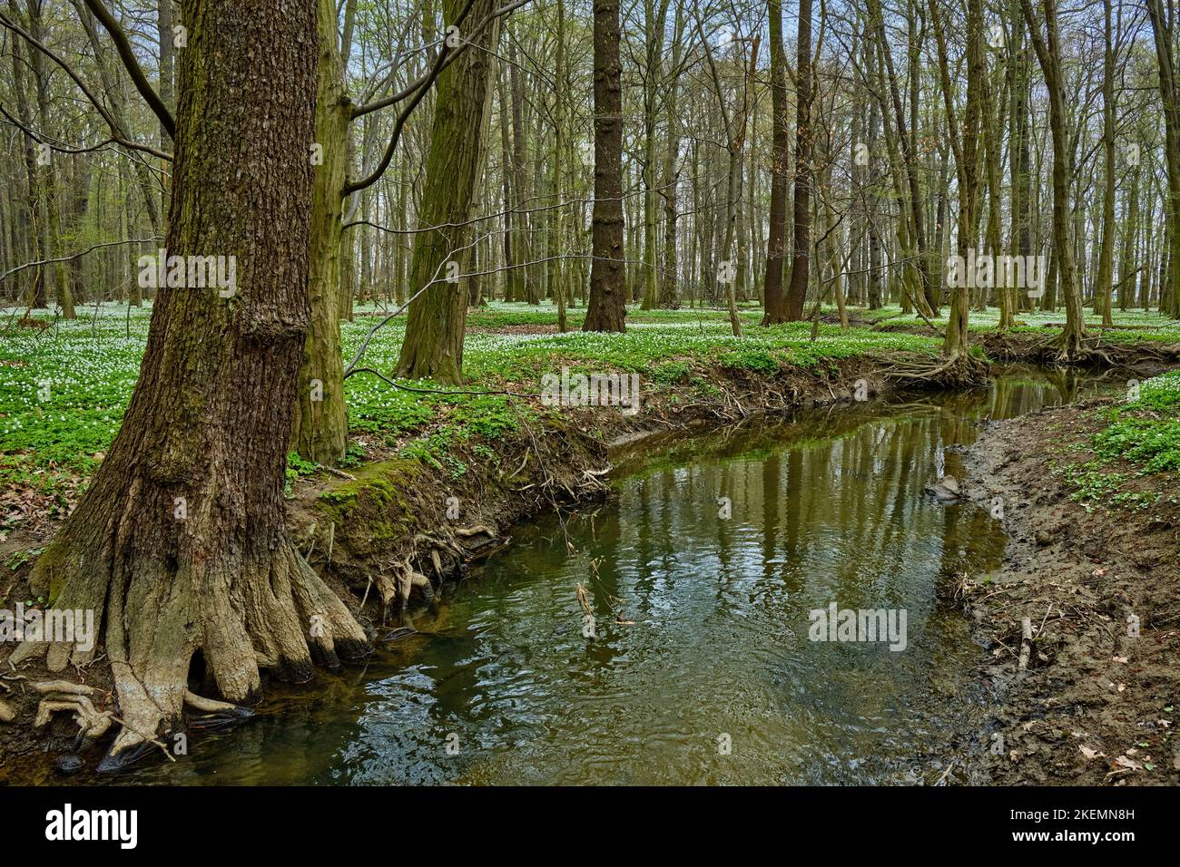 the-laske-alluvial-forest-lasker-auenwald-nature-reserve-in-the