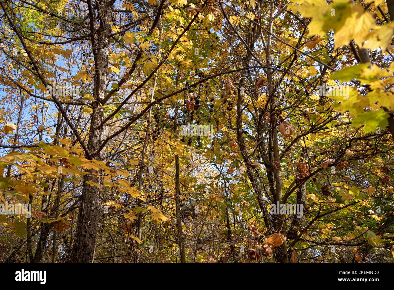 Indian Summer in Dolinki Krakowskie. Autumn leaves, blue sky, wonderful feelings and memories from that moment Stock Photo