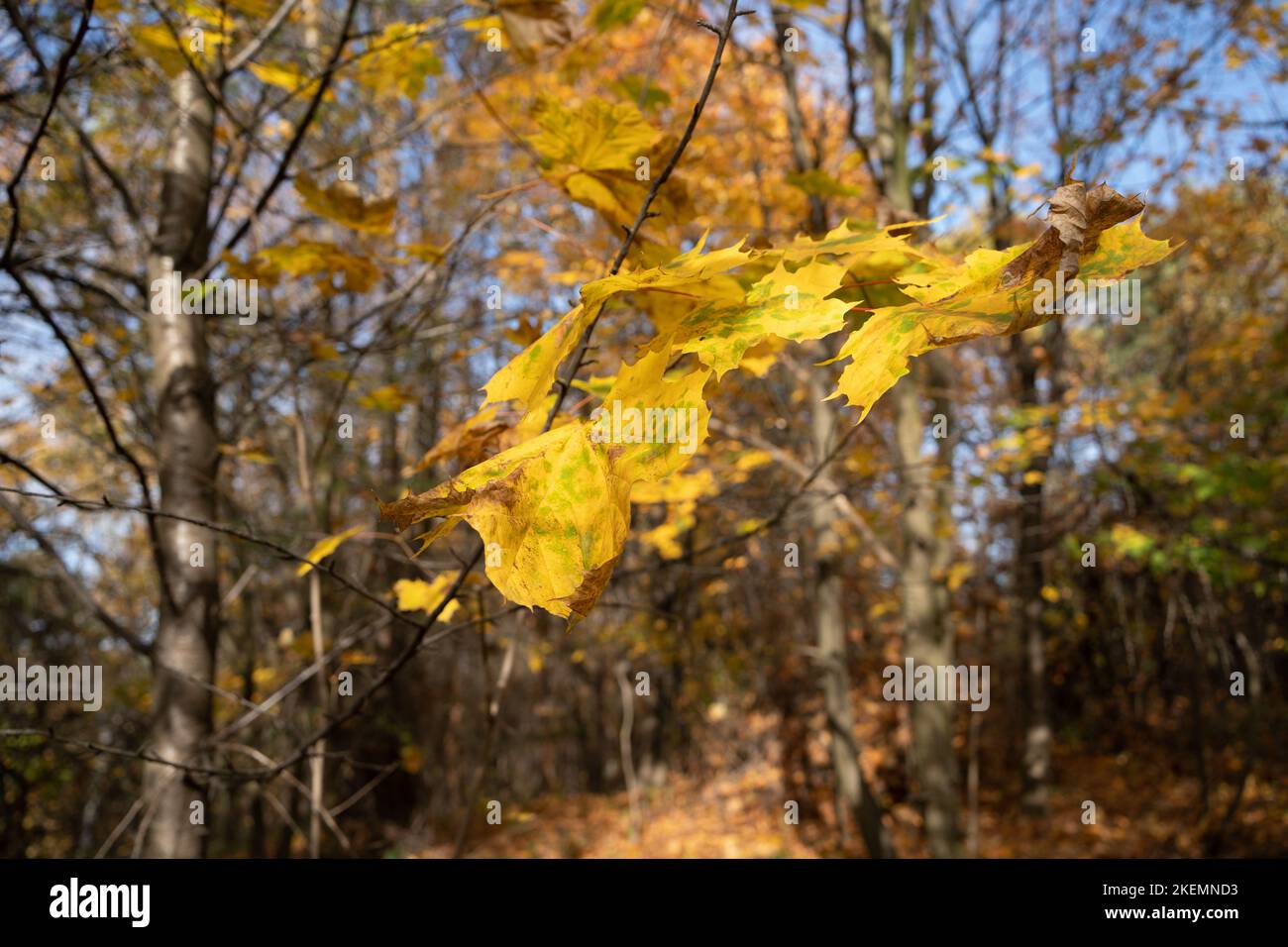 Indian Summer in Dolinki Krakowskie. Autumn leaves, blue sky, wonderful feelings and memories from that moment Stock Photo