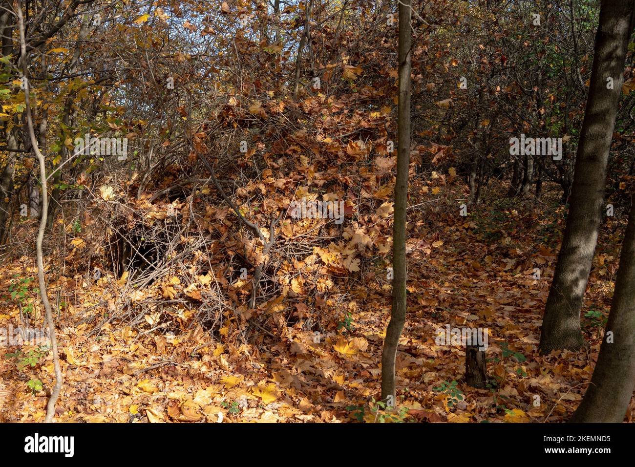 Indian Summer in Dolinki Krakowskie. Autumn leaves, blue sky, wonderful feelings and memories from that moment Stock Photo