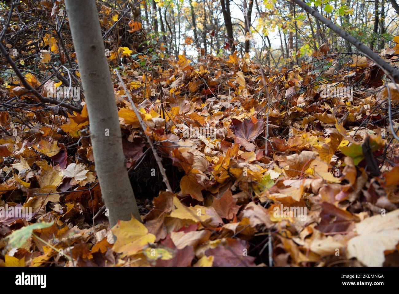 Indian Summer in Dolinki Krakowskie. Autumn leaves, blue sky, wonderful feelings and memories from that moment Stock Photo