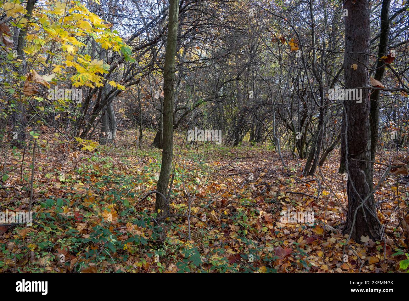 Indian Summer in Dolinki Krakowskie. Autumn leaves, blue sky, wonderful feelings and memories from that moment Stock Photo