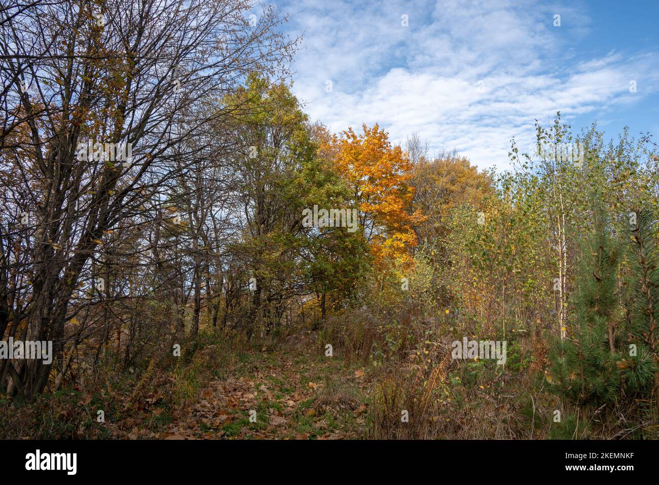 Indian Summer in Dolinki Krakowskie. Autumn leaves, blue sky, wonderful feelings and memories from that moment Stock Photo