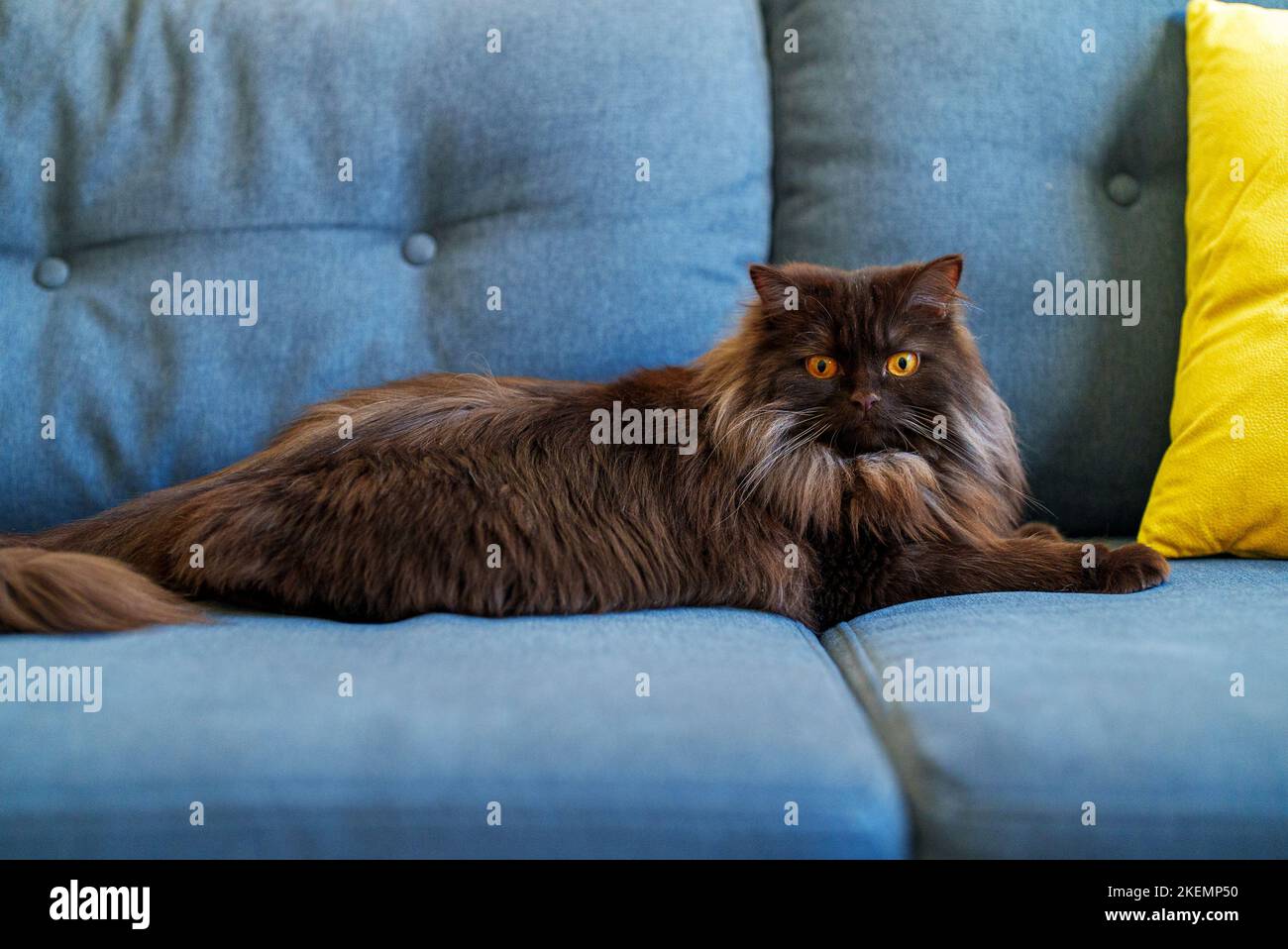 Scottish longhair straight-eared cat. Highland straight. Stock Photo