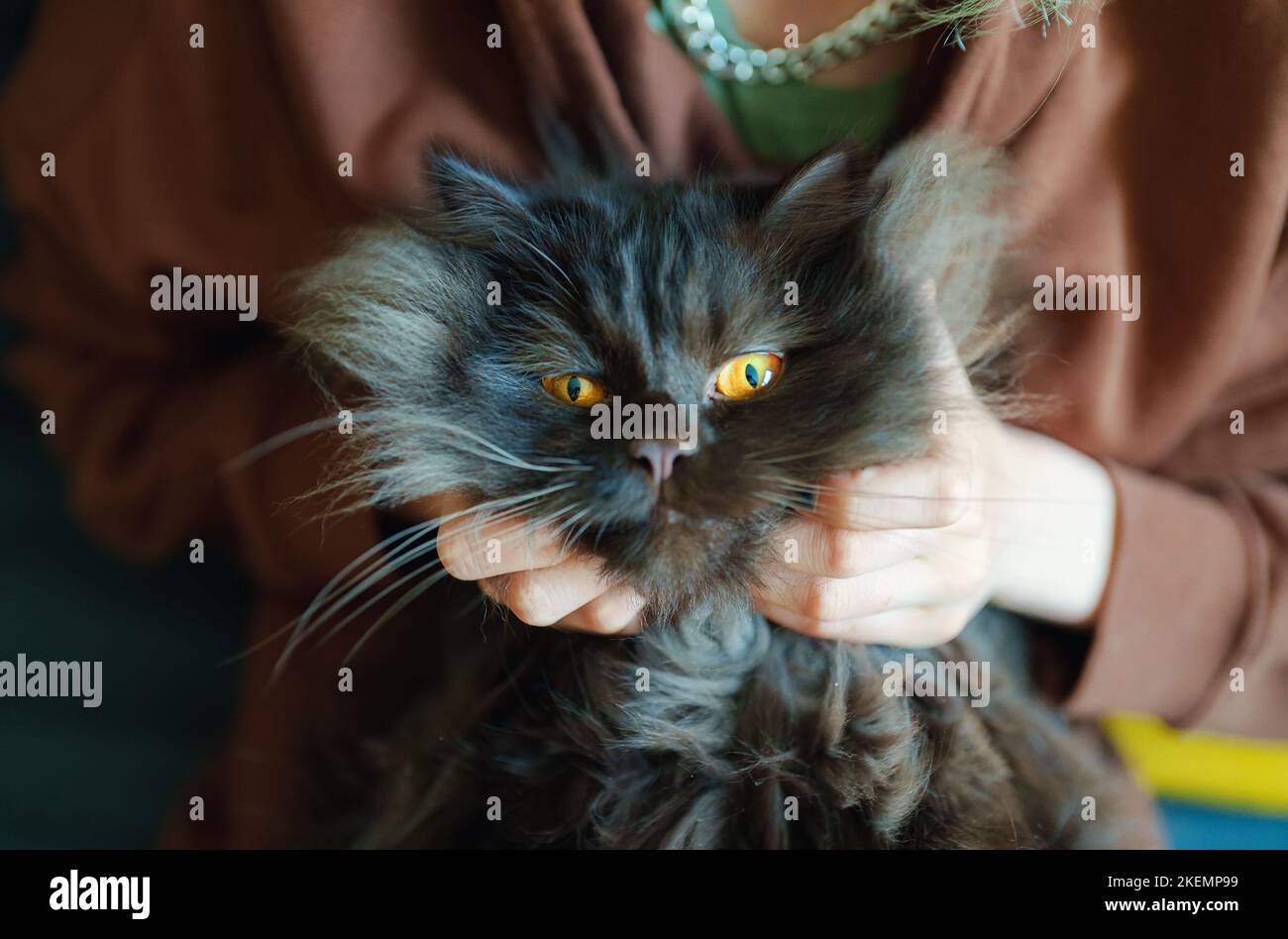 Teenage girl hugging unhappy cat at home. Stock Photo