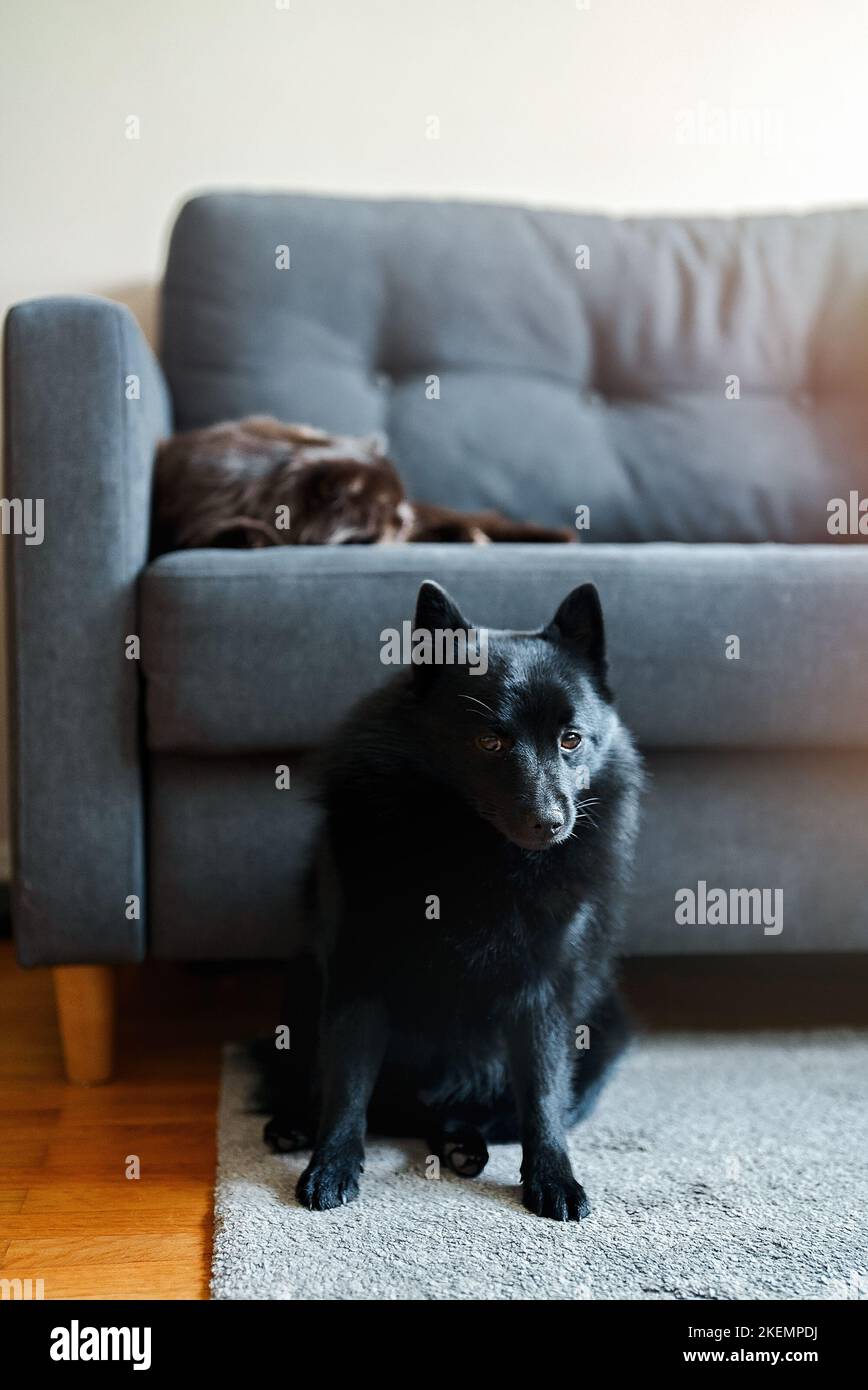 The dog guards the cat's sleep on the couch. Stock Photo