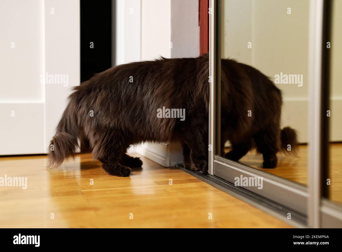 Curious cat climbs into the closet. Stock Photo