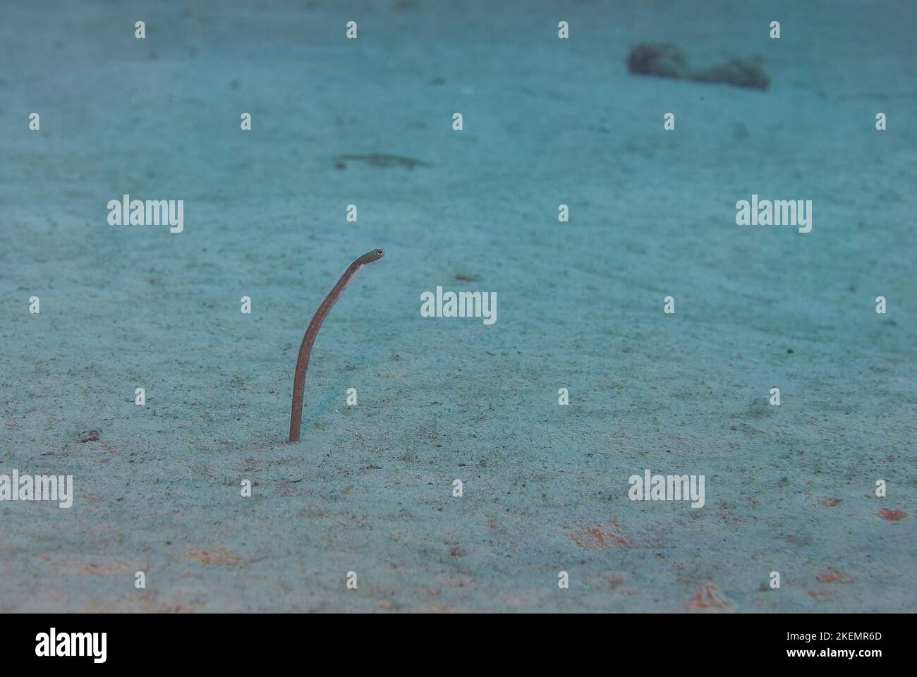 Underwater garden eels sticking their heads out of sand Stock Photo